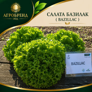 Салата Базилак / Bazillac /