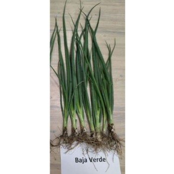 Лук Бая Верде F1 / Baja verde F1 /