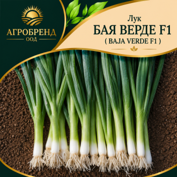 Лук Бая Верде F1 / Baja verde F1 /
