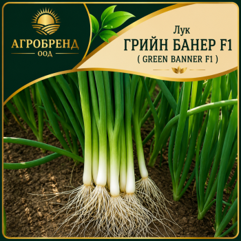 Лук Грийн банер F1 ( Green banner F1 ) за зелено