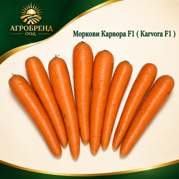 Моркови Карвора F1 / Karvora F1 /