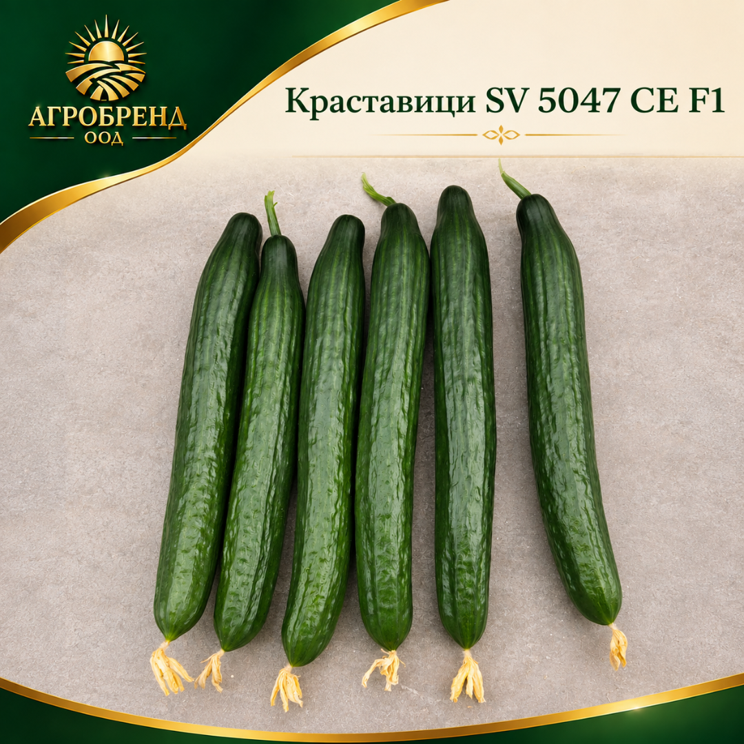 Краставици SV 5047 CE F1 Краставици SV 5047 CE F1