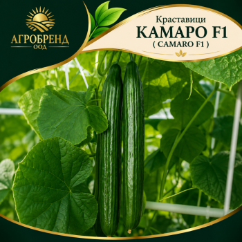 Краставици Камаро F1 ( Camaro F1)