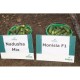 Корнишони Монисия F1 / Monisia F1 /