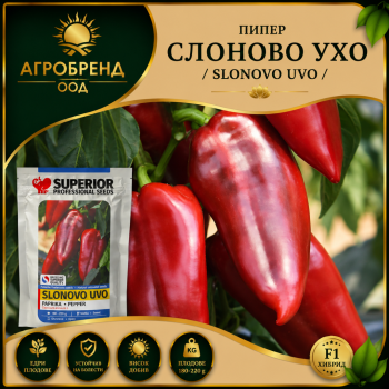Пипер Слоново ухо (SLONOVO UVO)
