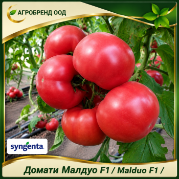 Домати Малдуо F1 | Malduo F1 |