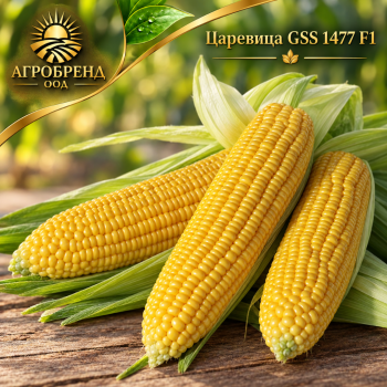Царевица GSS 1477 F1 -Професионално семе