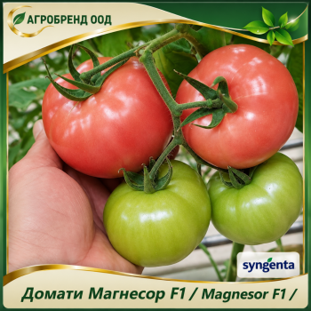 Домати Магнесор F1 |Magnesor F1|