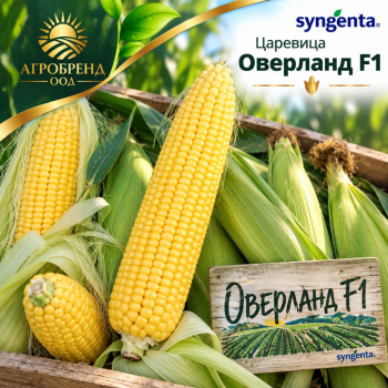 Царевица Оверланд F1 | Overland F1 |