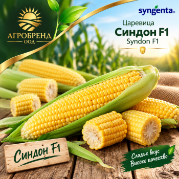 Царевица Синдон F1 | Syndon F1 |