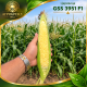 Царевица GSS 3951 F1- Профи