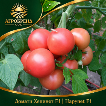 Домати Хепинет F1 |Hapynet F1 |
