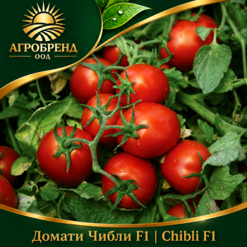 Домати Чибли F1 |Chibli F1 |
