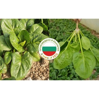 Спанак Ел гига F1 | El Giga F1 |