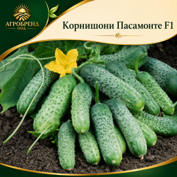 Корнишони Пасамонте F1 ( Pasamonte F1 )