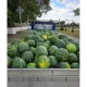 Диня СОРЕНТО F1 | Sorento F1 |