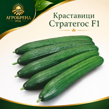 Краставици Стратегос F1 ( Strategos F1 )