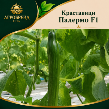 Краставици ПАЛЕРМО F1 (PALERMO)