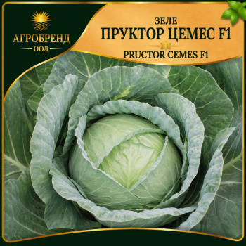 Зеле Пруктор Цемес F1 ( Pructor Cemes F1 )
