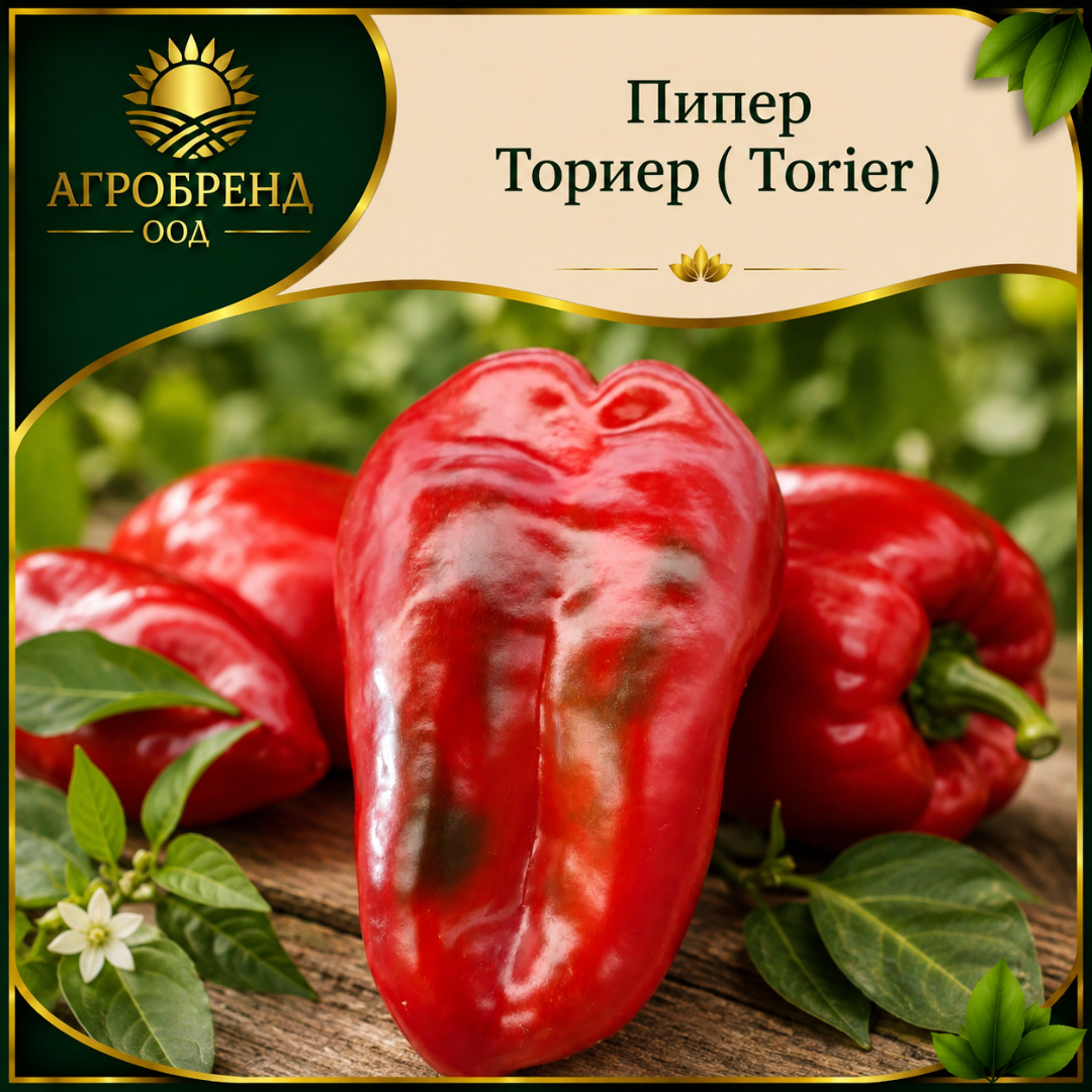 Пипер Ториер (Torier)