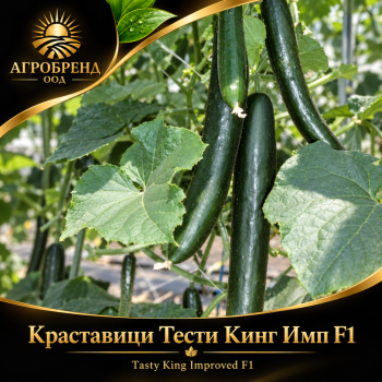 Краставици Тести Кинг "Имп" F1 | Tasty King "Imp" F1