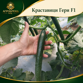 Краставици Гери F1 / Geri F1 / TSX CU235 F1