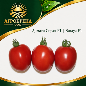 Домати Сорая F1 | Soraya F1 |