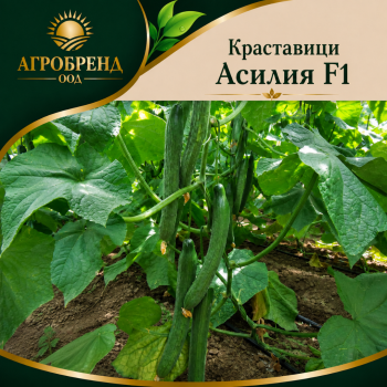 Краставици Асилия F1 ( Asilia F1 )