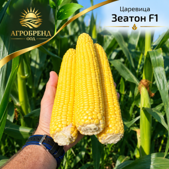 Царевица Зеатон F1 | Zeaton F1 |