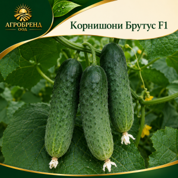 Корнишони Брутус F1 / Brutus F1 /