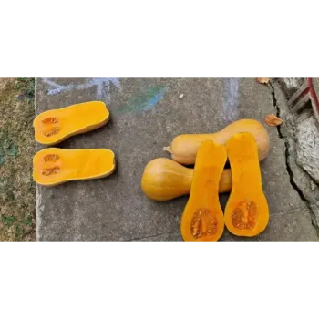 Тиква ОРИНДЖ F1 | Orange F1 |