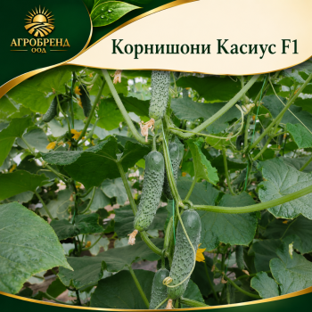 Корнишони Касиус F1 / Cassius F1 /