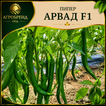Пипер Арвад F1 / Arwad F1 /