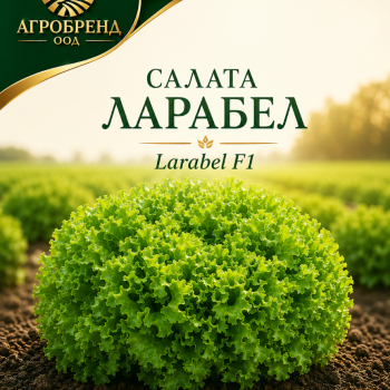 Салата Ларабел F1 | Larabel F1 |