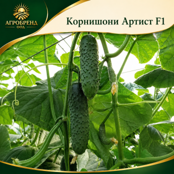 Корнишони Артист F1 / Artist F1 /