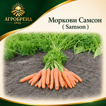 Моркови Самсон ( Samson )