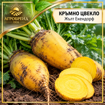 Кръмно цвекло Жълт Екендорф