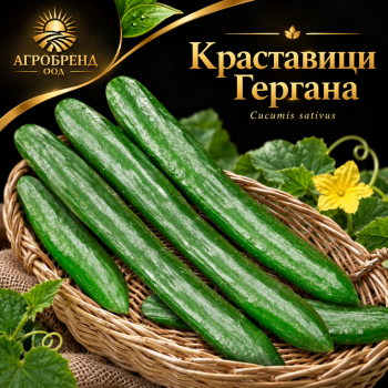 Краставици Гергана