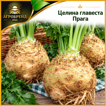 Целина главеста Прага