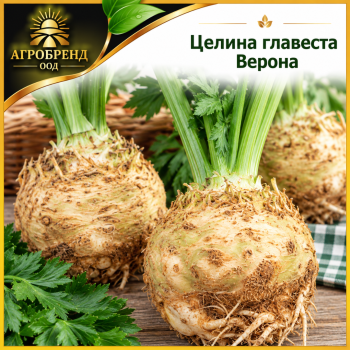 Целина главеста Верона