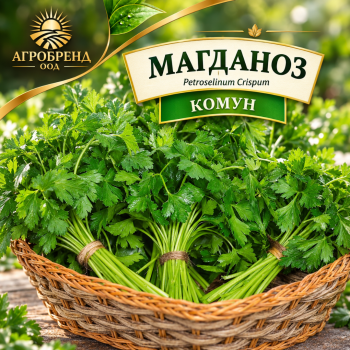 Магданоз Къдрав