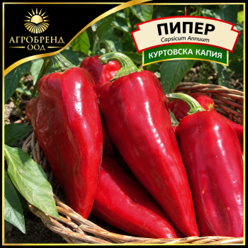 Пипер Куртовска Капия