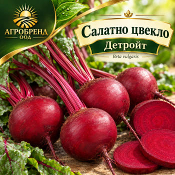 Салатно цвекло Детройт 2
