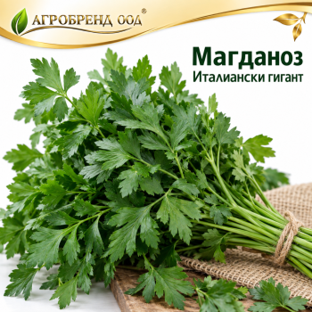 Магданоз Италиански гигант