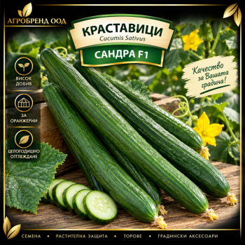 Краставици Сандра F1