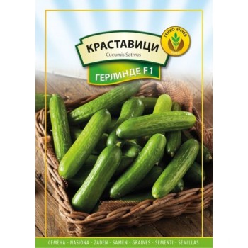 Краставици Герлинде F1 | Тимор
