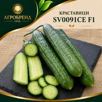 Краставици SV0091CE F1