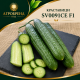 Краставици SV0091CE F1