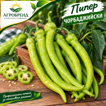 Пипер Чорбаджийски /семена пипер Чорбаджийски