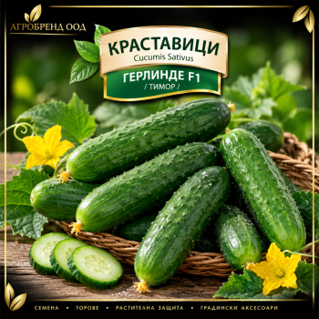 Краставици Герлинде F1 | Тимор
